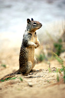California Ground Squirrel posing