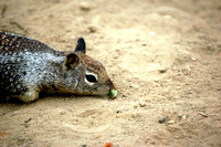 California Ground Squirrel sniffing a bite
